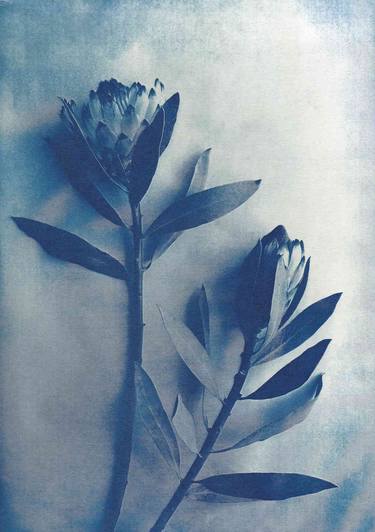 Print of Abstract Expressionism Botanic Photography by Desiree Elizabeth Malan