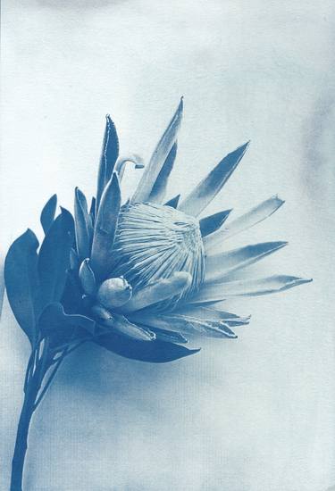 Print of Documentary Botanic Photography by Desiree Elizabeth Malan