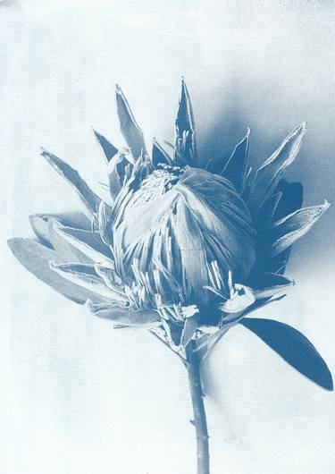 Print of Realism Botanic Photography by Desiree Elizabeth Malan