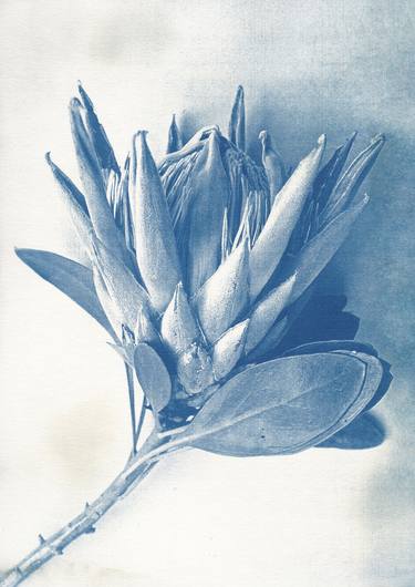 Print of Fine Art Botanic Photography by Desiree Elizabeth Malan
