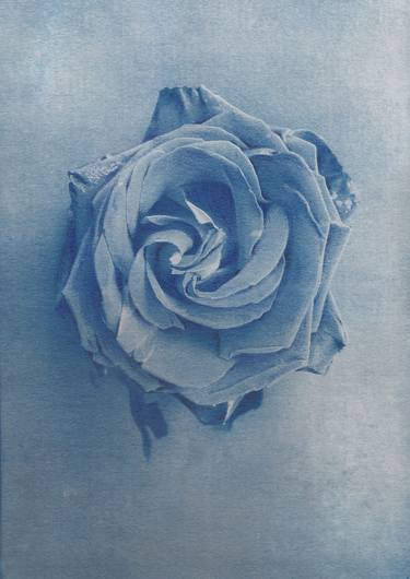 The blue rose thumb