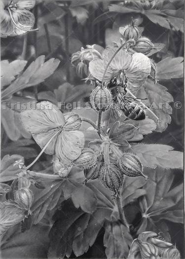 Original Photorealism Nature Drawings by Hristina-Heli Stoycheva