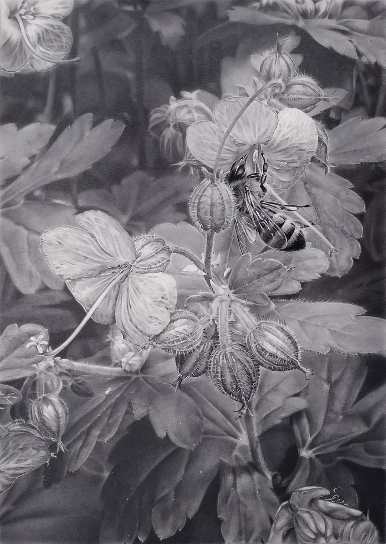 Original Photorealism Nature Drawing by Hristina-Heli Stoycheva