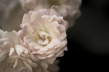 Print of Fine Art Floral Photography by Eva Bane