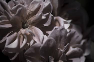 Original Fine Art Floral Photography by Eva Bane