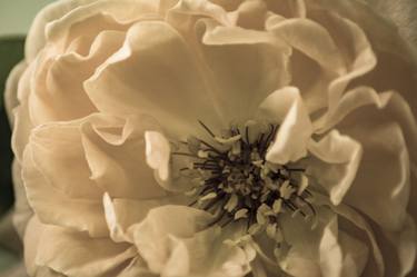 Original Fine Art Floral Photography by Eva Bane