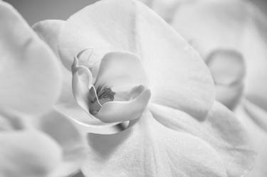 Original Fine Art Floral Photography by Eva Bane