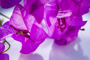 Original Fine Art Floral Photography by Eva Bane