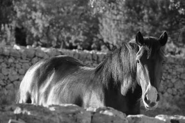 Print of Animal Photography by Mario Brambilla