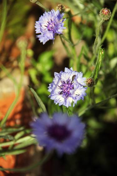 Print of Documentary Floral Photography by Sasha Isakova