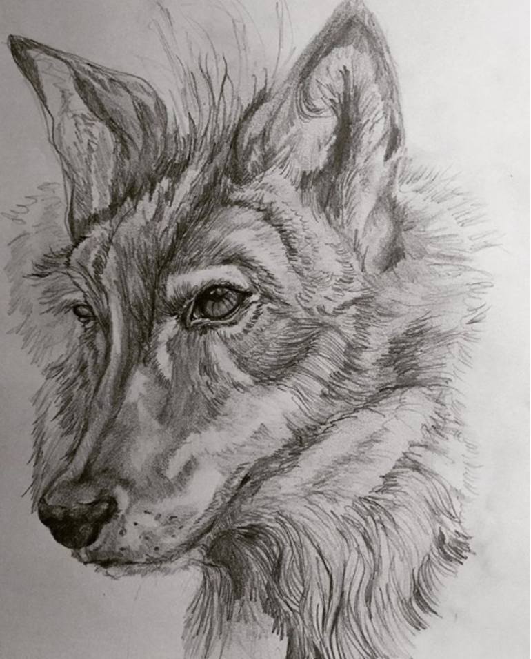 wolf Drawing by vero lezama | Saatchi Art