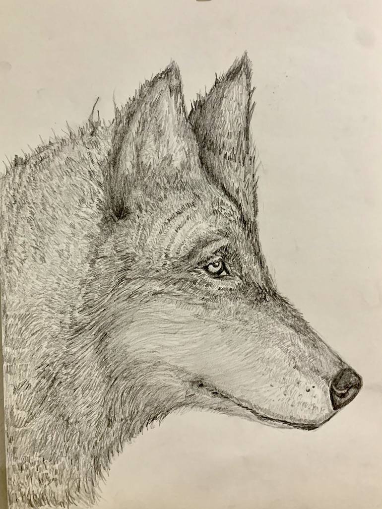 Wolf Side View Drawing