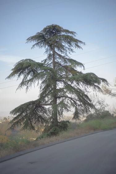 Original Cubism Nature Photography by Burcin Cebi