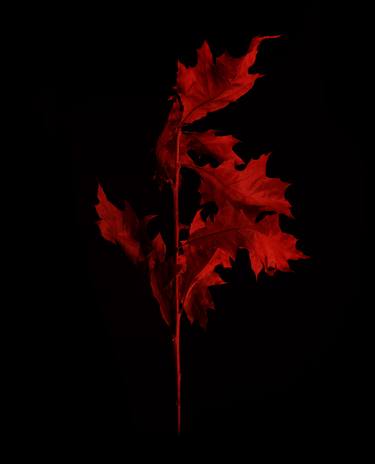 Red Leaf No 1 - Limited Edition 1 of 10 thumb