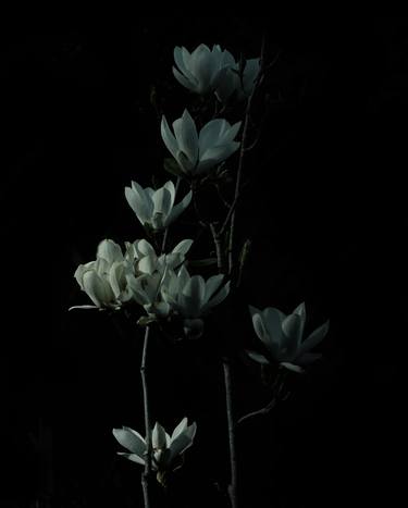 Original Floral Photography by Larry Rostant