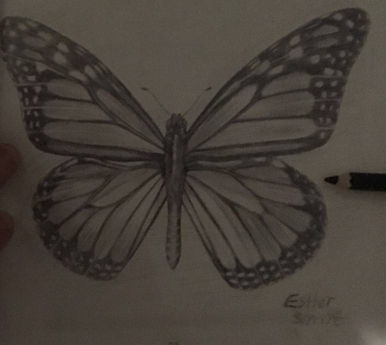 butterfly drawing in pencil