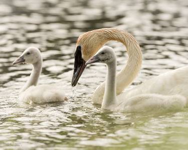 Swan Family thumb