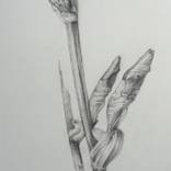 Collection Drawings