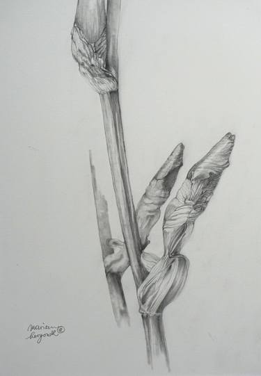 iris buds thumb