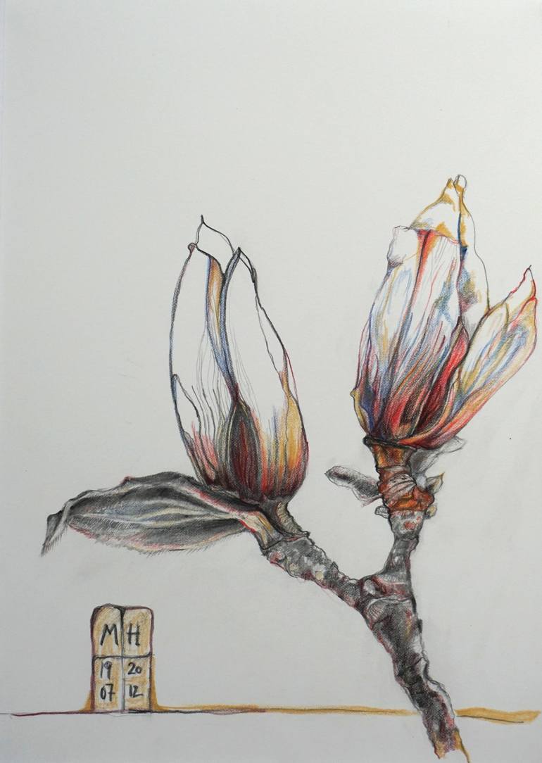 Magnolia 1 Drawing By Mr Marian Hergouth Saatchi Art