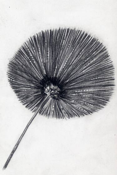Print of Documentary Botanic Drawings by Andreja Petrakovic