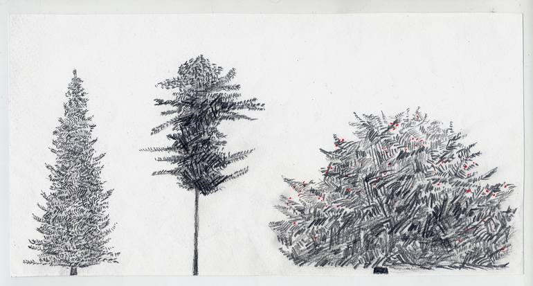 Original Botanic Drawing by Andreja Petrakovic