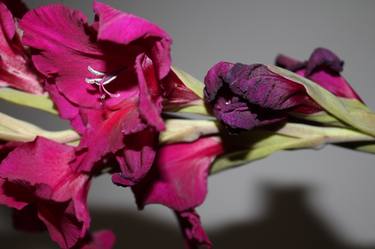 Print of Modern Floral Photography by Maeva Ava