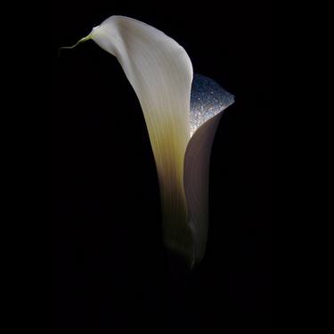 Print of Minimalism Botanic Photography by Maeva Ava