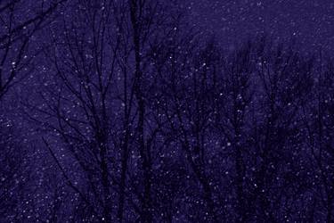 Original Fine Art Tree Photography by Louis Russo