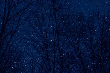 Original Documentary Tree Photography by Louis Russo