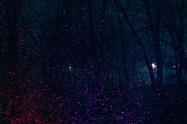 Original Documentary Tree Photography by Louis Russo