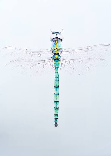 Northern Emerald Dragonfly thumb
