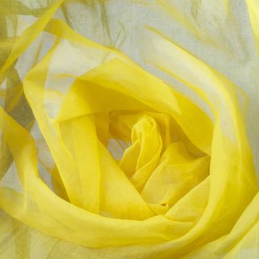 Print of Abstract Botanic Photography by Suzie Reeves
