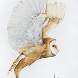 Barn Owl by Andrzej Rabiega