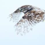 LITTLE OWL by Andrzej Rabiega