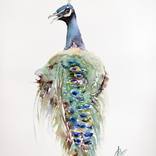 Peacock by Andrzej Rabiega