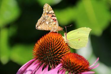 Original Photorealism Nature Photography by Walter Weinberg