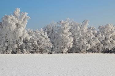 Frozen Trees - Limited Edition 1 of 3 thumb