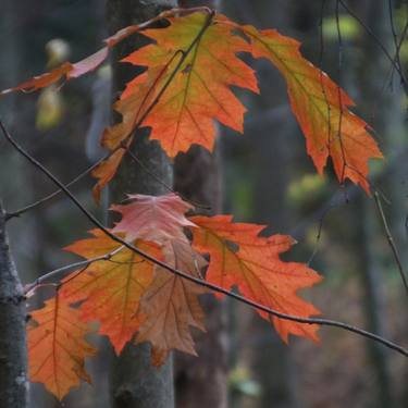 Print of Nature Photography by Walter Weinberg