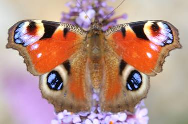 Print of Photorealism Animal Photography by Walter Weinberg