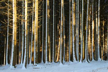 Print of Photorealism Nature Photography by Walter Weinberg