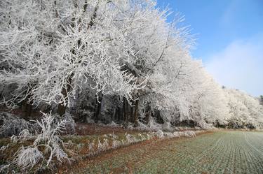 Original Photorealism Nature Photography by Walter Weinberg