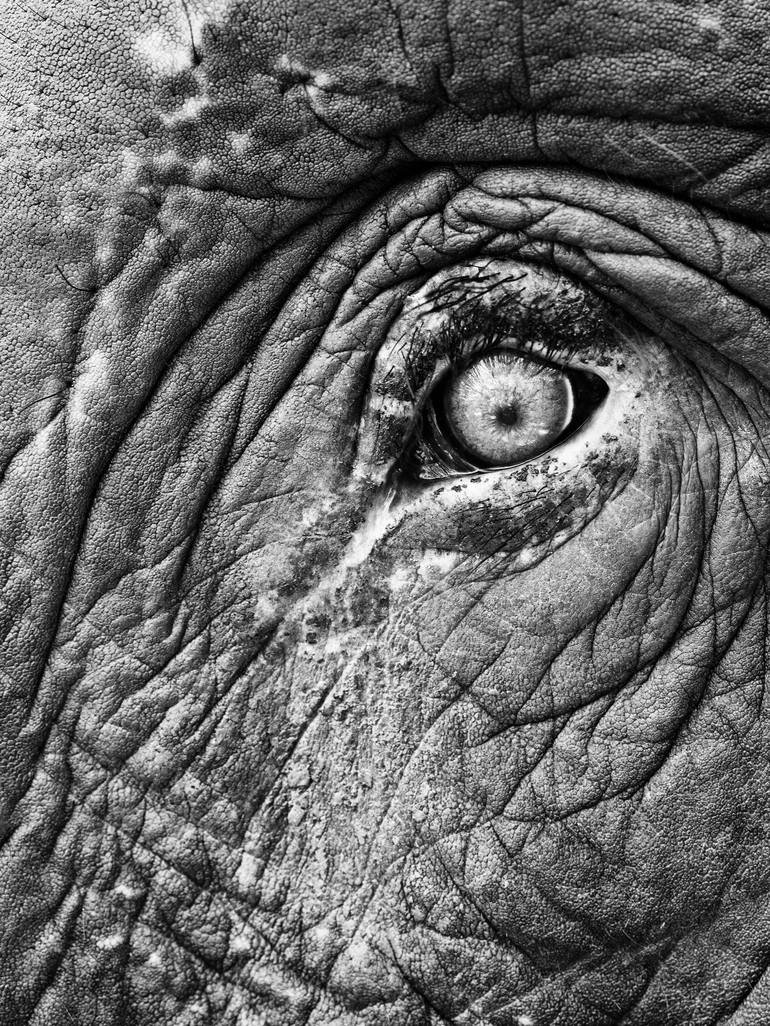 elephant eyes