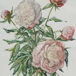 Collection So High School