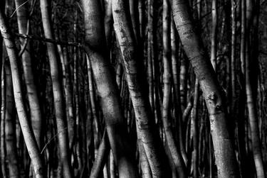 Original Abstract Tree Photography by Glen Sweeney