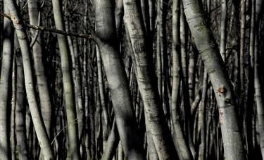 Original Fine Art Tree Photography by Glen Sweeney