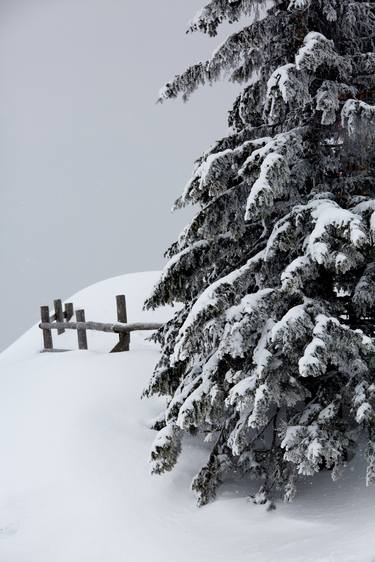 Original Tree Photography by Glen Sweeney