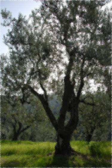 The Olive Tree - Limited Edition of 20 thumb