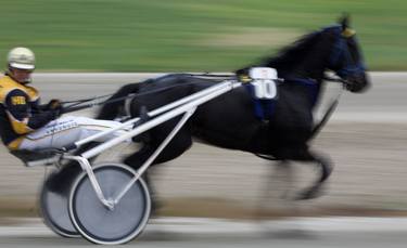 Original Horse Photography by Glen Sweeney