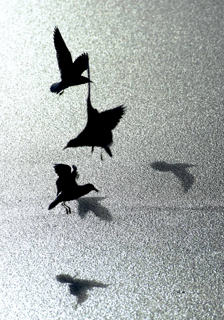 Original Abstract Animal Photography by Glen Sweeney